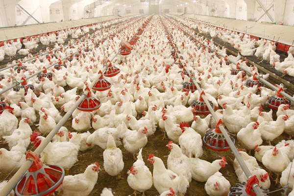 poultry-farming