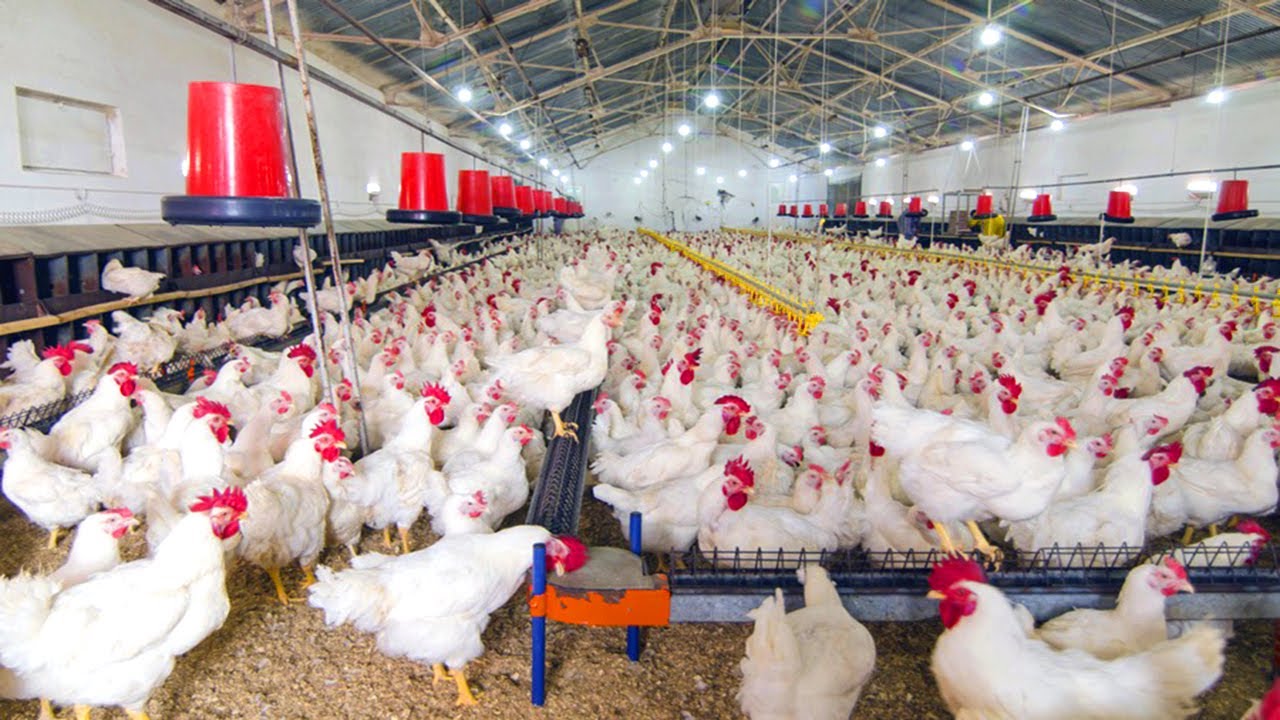 How to Start a Poultry Farming Business | Including Free Poultry Farming Business Plan Template & Flyer Design