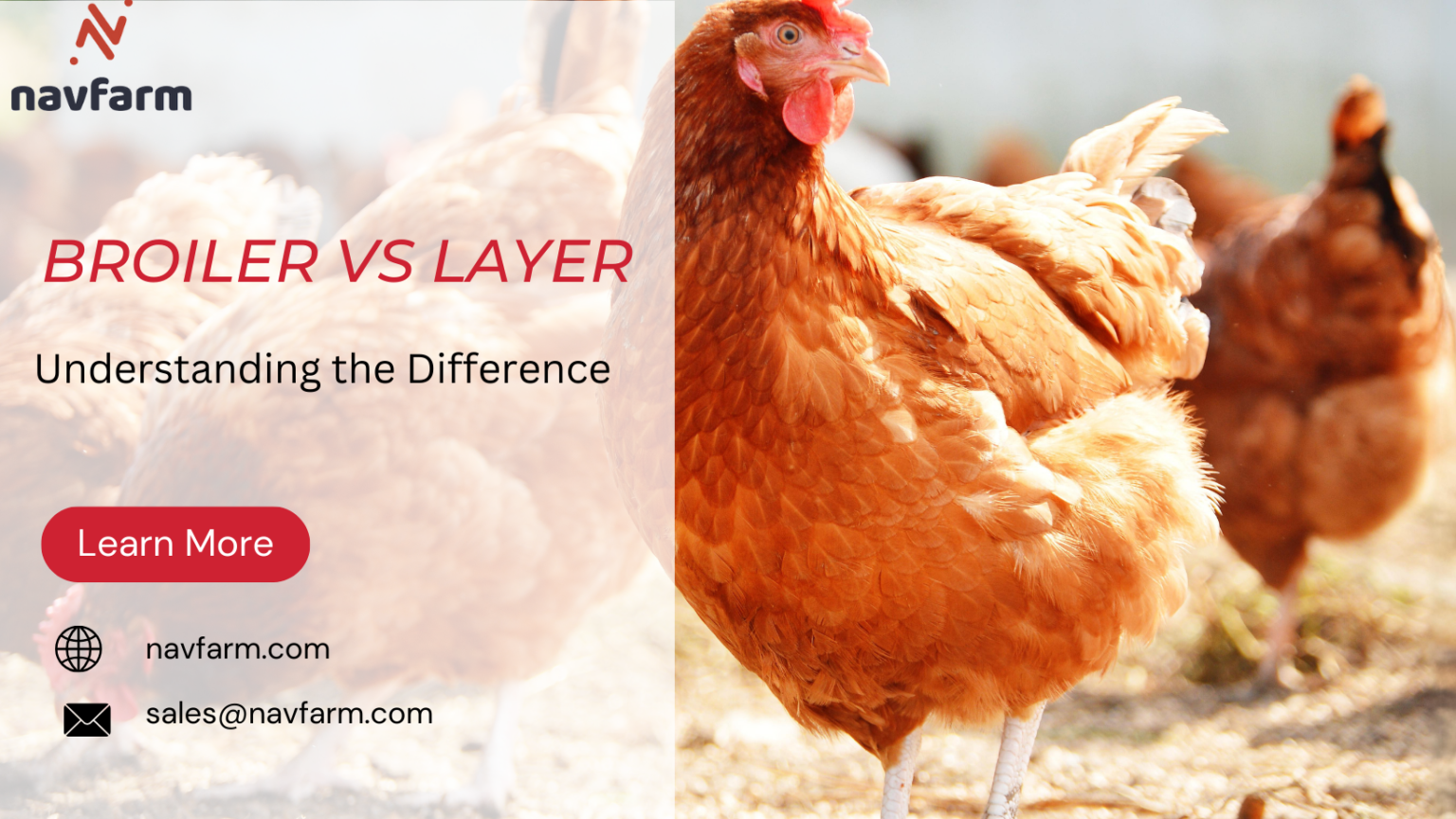 Broiler vs. Layer Understanding the Difference