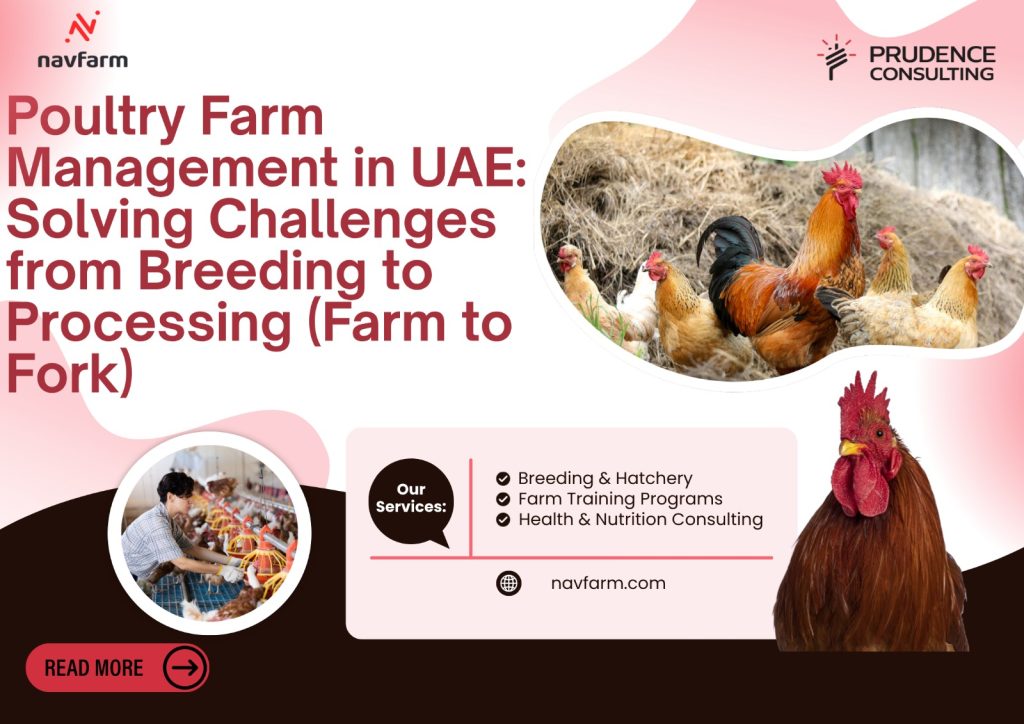Poultry Farm Management in UAE: Solving Challenges from Breeding to Processing (Farm to Fork)