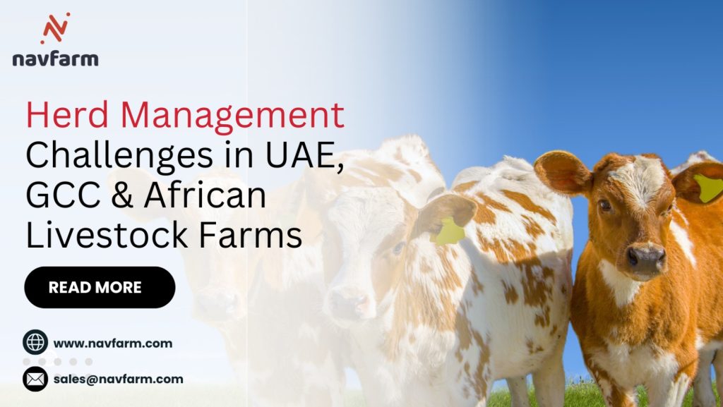 Herd Management Challenges in UAE, GCC & African Livestock Farms