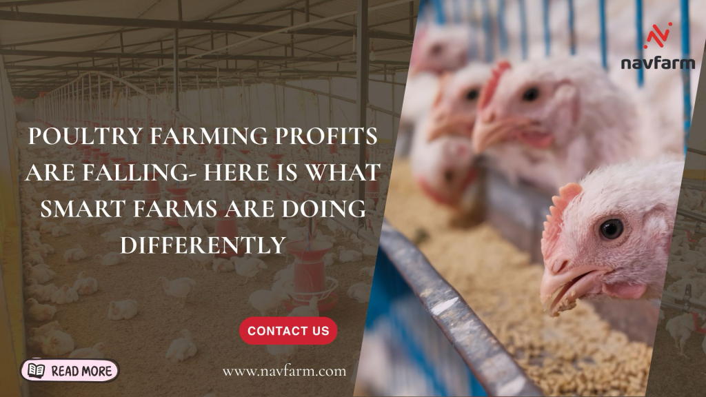 Poultry Farming Profits Are Falling- Here is What Smart Farms Are Doing Differently